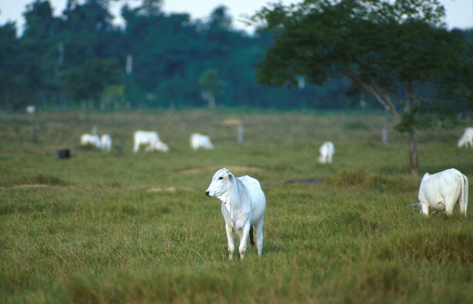 Gado Nelore a pasto em fazenda